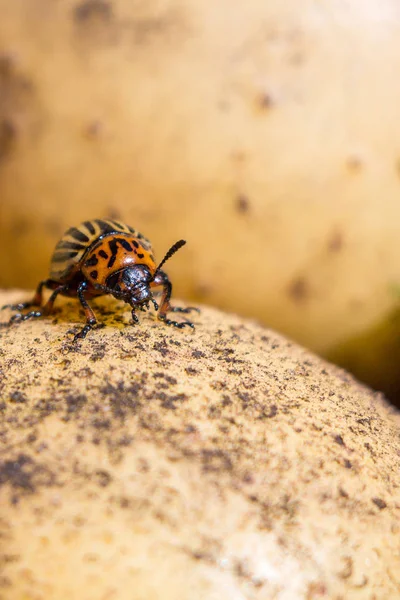 Una imagen de cerca del escarabajo rayado de la patata de Colorado que se arrastra — Foto de Stock