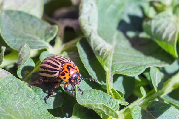 Een close-up beeld van de gestreepte Colorado kever die cRAW — Stockfoto