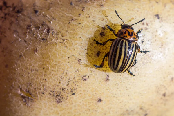 Een close-up beeld van de gestreepte Colorado kever die cRAW — Stockfoto