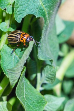 Çizgili Colorado patates böceği bir yakın görüntü bu craw