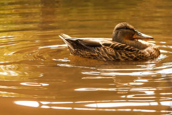 Un pato marrón nada en el río . — Foto de Stock