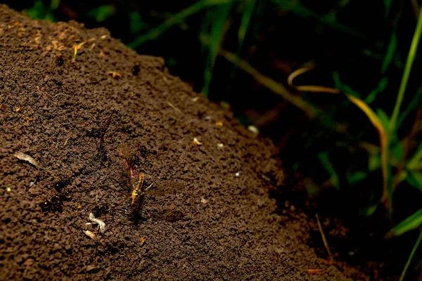 Gran Colina Hormigas Marrones Bosque Sobre Fondo Hierba Verde Vida — Foto de Stock