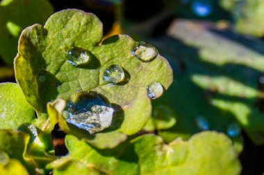 Güneş ışığı yeşil bir yaprak üzerinde su damlaları yansıtılır. Makro fotoğraf.