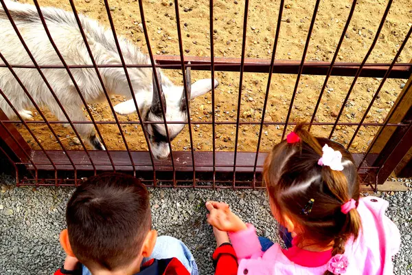 Létě Děti Krmí Kozí Kozu Zoologické Zahradě Mřížemi — Stock fotografie
