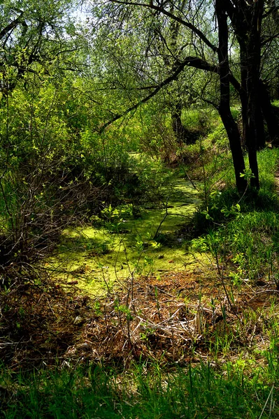 Piękne Zielone Bagno Letnim Lesie Cieniami Drzew Krajobraz Naturalny — Zdjęcie stockowe