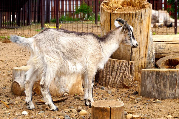 Koza Pod Letním Sluncem Kráčí Zoologické Zahradě — Stock fotografie