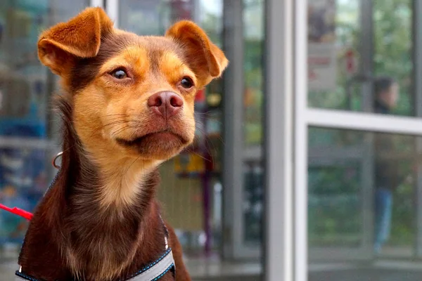 A small brown dog on a leash is waiting for the owner near the store on the street. The life of urban animals.