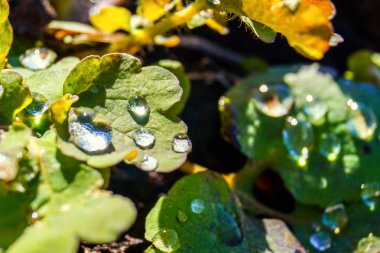 Güneş ışığı yeşil bir yaprak üzerinde su damlaları yansıtılır. Makro fotoğraf.