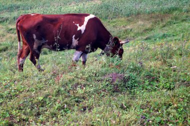 Yazın, kahverengi bir çayırda yeşil ot yer. Tarım.