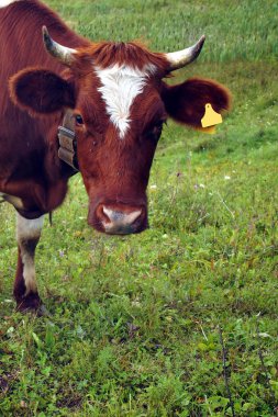 Yazın, kahverengi bir çayırda yeşil ot yer. Tarım.