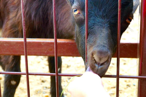 Létě Děti Krmí Černou Kozu Zoologické Zahradě Mřížemi — Stock fotografie