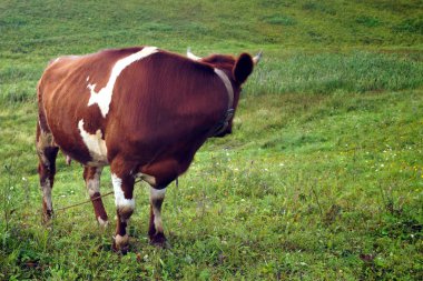 Yazın, kahverengi bir çayırda yeşil ot yer. Tarım.