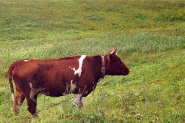 Yazın, kahverengi bir çayırda yeşil ot yer. Tarım.