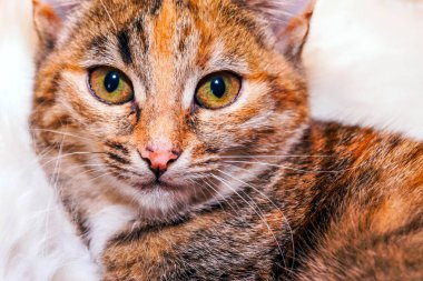 Kaplana benzeyen siyah çizgili kırmızı bir kedinin yakın görüntüsü. Evcil hayvan.