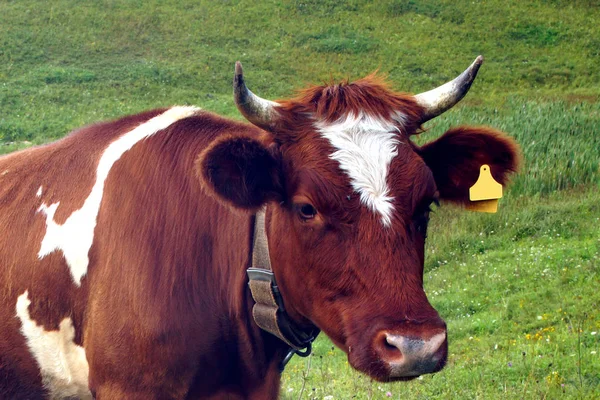 Verão Uma Vaca Marrom Come Grama Verde Prado Agricultura — Fotografia de Stock