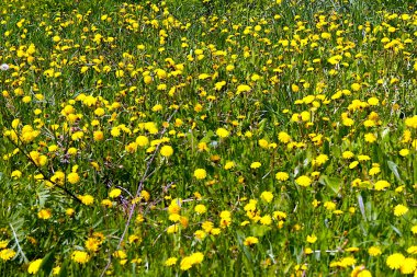 Sarı karahindiba büyür ve bir bahar tarlasında güneşe ulaşır. Seasons.