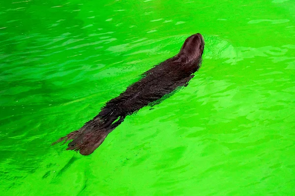 Foca Negra Nada Agua Del Zoológico Verano Zoológico —  Fotos de Stock