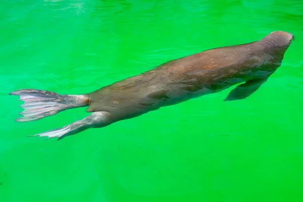 Большой Морж Греется Летним Солнцем Купается Воде Зоопарке — стоковое фото