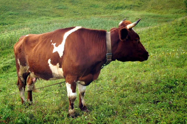 Sommer Frisst Eine Braune Kuh Grünes Gras Auf Der Weide — Stockfoto