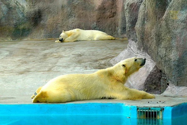 Dois Grandes Ursos Polares Fofos Aquecem Sol Verão Dormem Zoológico Fotos De Bancos De Imagens