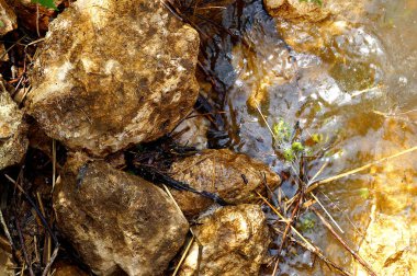 Birçok kahverengi taş kıyıda su ile yıkanır. Yaz doğası.