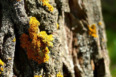 Bir ağacın kabuğuüzerinde yetişen parlak sarı yosun yakın bir görüntü. Ortam.
