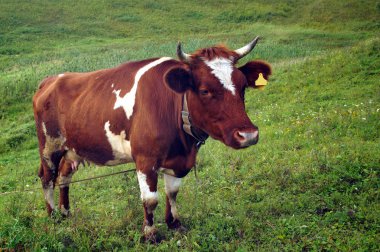 Yazın, kahverengi bir çayırda yeşil ot yer. Tarım.