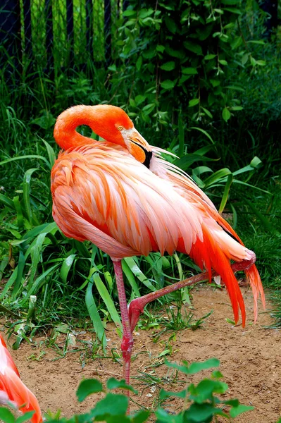 Ярко Розовый Фламинго Стоит Одной Ноге Зоопарке Птицы — стоковое фото