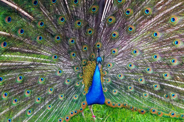 Ein Heller Pfau Mit Einem Schönen Schwanz Spaziert Grünen Gras — Stockfoto