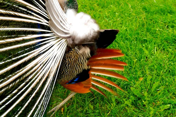 Zářící Páva Krásným Ocasem Kráčí Zelené Trávě Zoo Ptáci — Stock fotografie