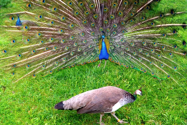 Zářící Páva Krásným Ocasem Kráčí Zelené Trávě Zoo Ptáci — Stock fotografie