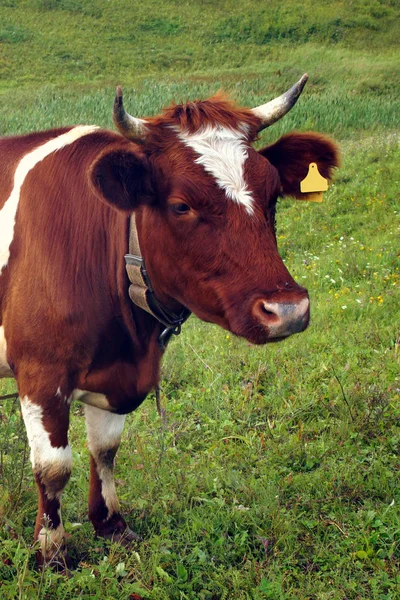 Yazın, kahverengi bir çayırda yeşil ot yer. Tarım.