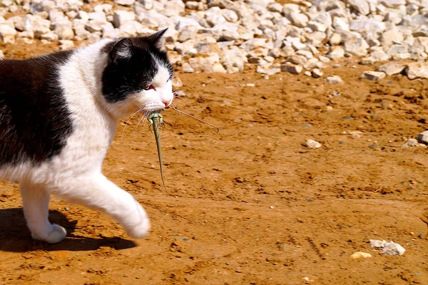A cat hunter caught a lizard and carries it in its teeth. The life of cats.