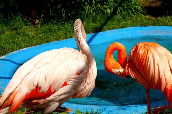 Flamingo Rosa Brilhante Fica Uma Perna Zoológico Aves — Fotografia de Stock