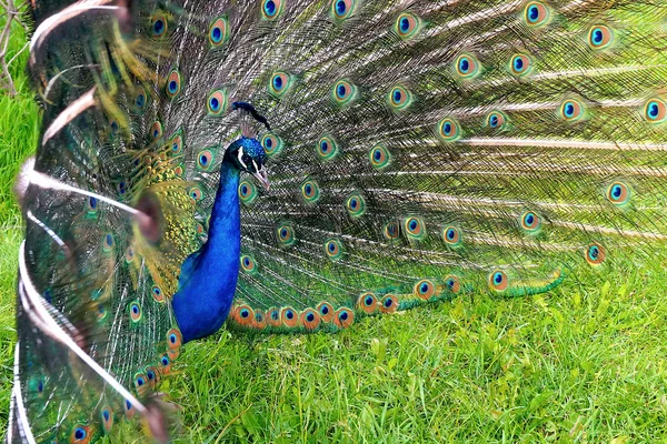 Pavão Brilhante Com Uma Bela Cauda Caminha Longo Grama Verde — Fotografia de Stock