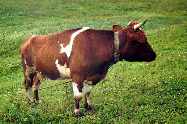 Καλοκαίρι Μια Καστανή Αγελάδα Τρώει Πράσινο Γρασίδι Στο Λιβάδι Γεωργία — Φωτογραφία Αρχείου