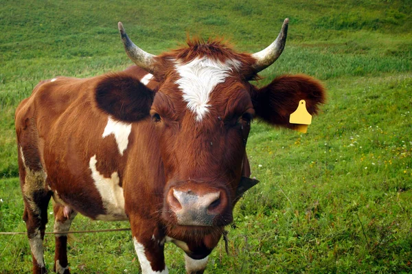 Verano Una Vaca Marrón Come Hierba Verde Prado Agricultura — Foto de Stock