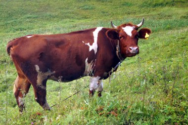 Yazın, kahverengi bir çayırda yeşil ot yer. Tarım.