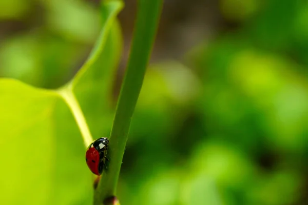 Una Mariquita Color Rojo Brillante Con Manchas Negras Arrastra Sobre — Foto de Stock