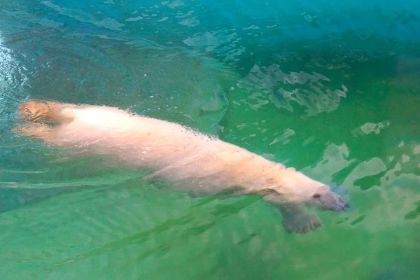 Большой Пушистый Белый Медведь Греется Летнем Солнце Плавает Воде Зоопарке — стоковое фото