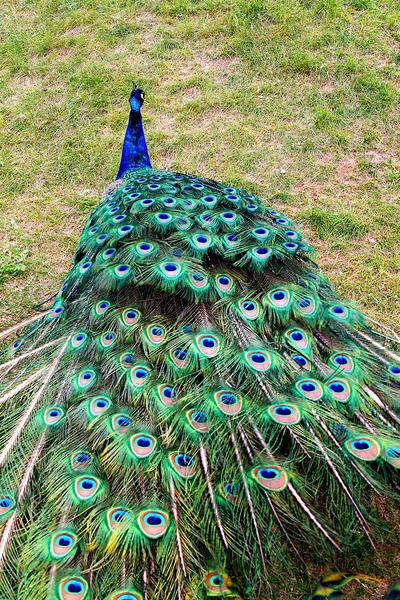 Zářící Páva Krásným Ocasem Kráčí Zelené Trávě Zoo Ptáci — Stock fotografie