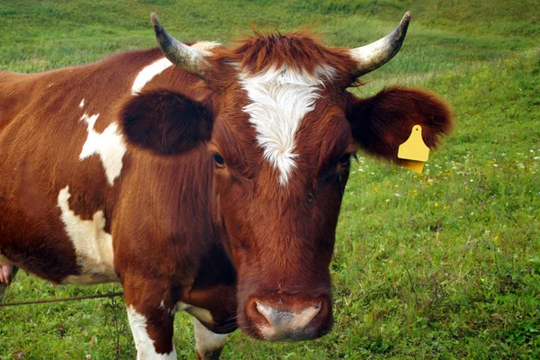 Verano Una Vaca Marrón Come Hierba Verde Prado Agricultura — Foto de Stock