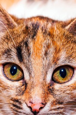 Kaplana benzeyen siyah çizgili kırmızı bir kedinin yakın görüntüsü. Evcil hayvan.