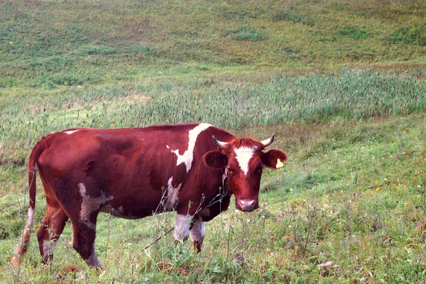 Verão Uma Vaca Marrom Come Grama Verde Prado Agricultura — Fotografia de Stock