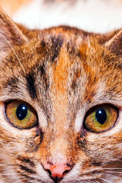 Kaplana benzeyen siyah çizgili kırmızı bir kedinin yakın görüntüsü. Evcil hayvan.