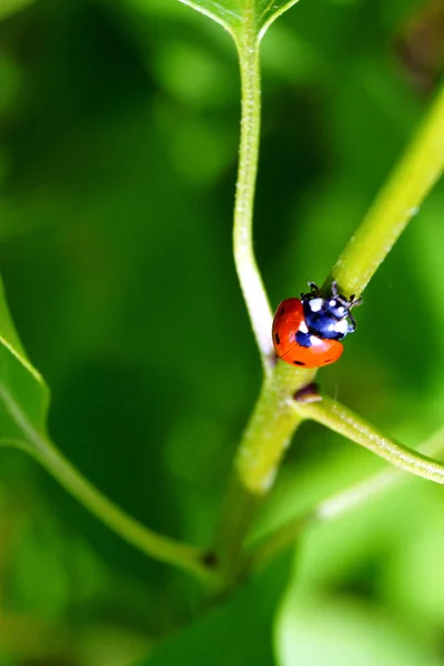 Una Mariquita Color Rojo Brillante Con Manchas Negras Arrastra Sobre — Foto de Stock