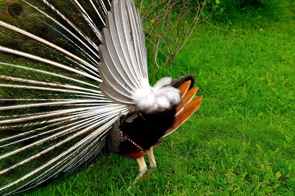 Zářící Páva Krásným Ocasem Kráčí Zelené Trávě Zoo Ptáci — Stock fotografie