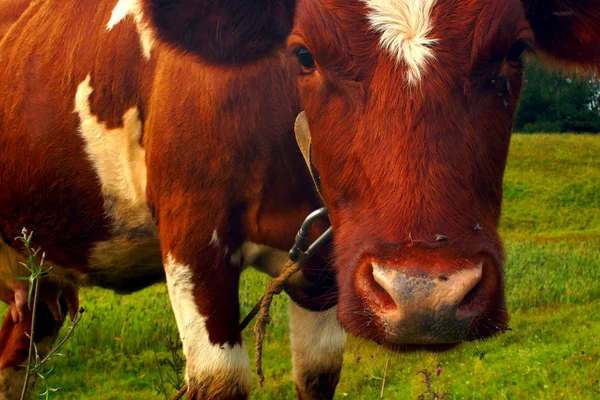 Verano Una Vaca Marrón Come Hierba Verde Prado Agricultura — Foto de Stock