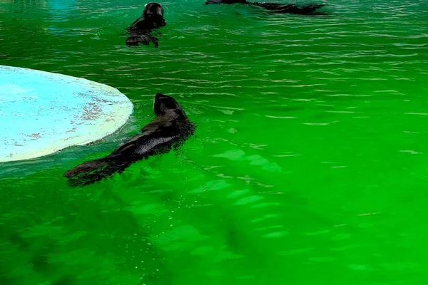 Черный Тюлень Плавает Воде Зоопарке Лето Зоопарке — стоковое фото