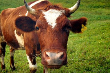 Yazın, kahverengi bir çayırda yeşil ot yer. Tarım.